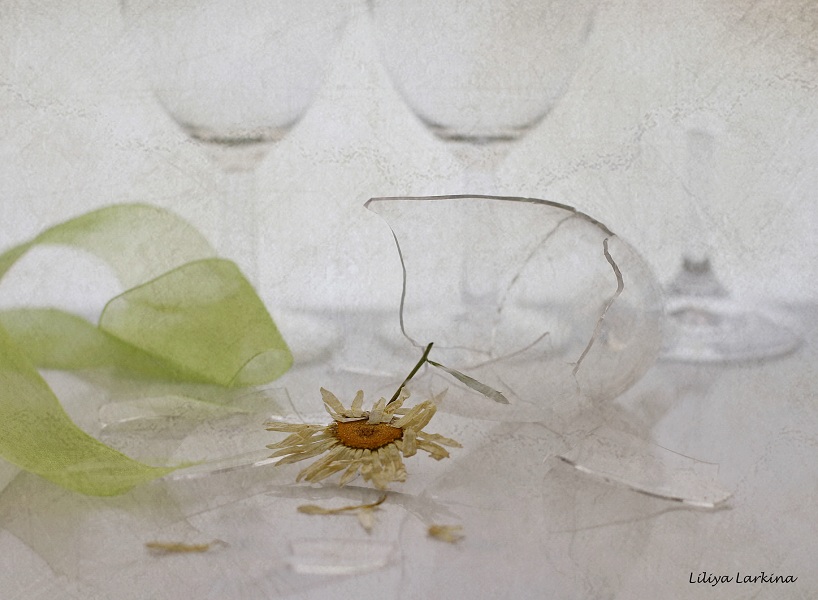 Фото жизнь (light) - Lilliya - корневой каталог - про засохшую ромашку