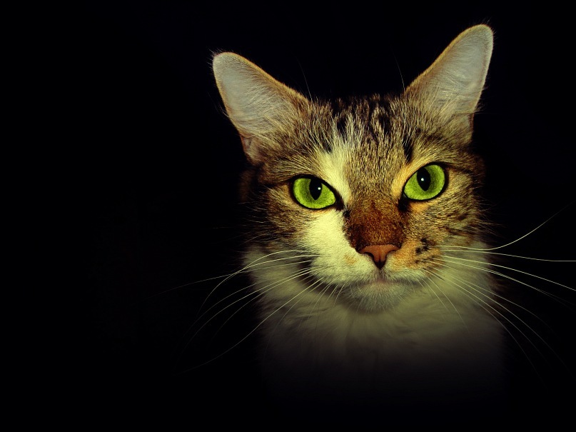 Фото жизнь (light) - Alex_Maluk - Sony Cyber-shot DSC-S600 - =^.^=