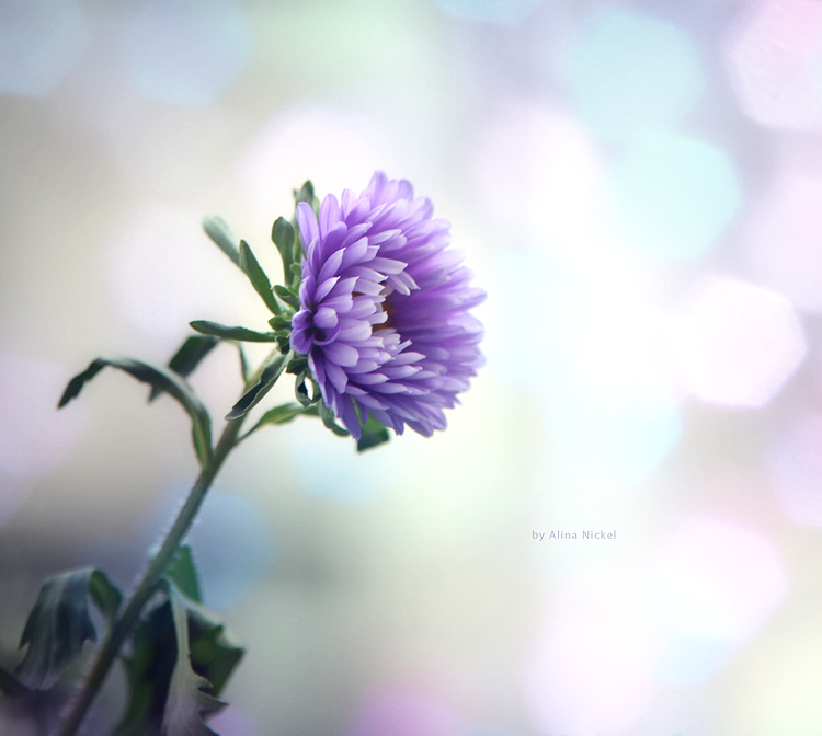 Фото жизнь (light) - lona - цветы - ***