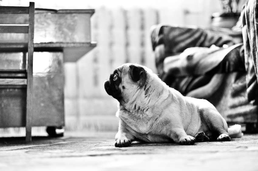 Фото жизнь (light) - IgorPisarev - корневой каталог - Собака - лучший друг человека