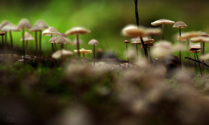 Фото жизнь (light) - smile_durb - корневой каталог - ***