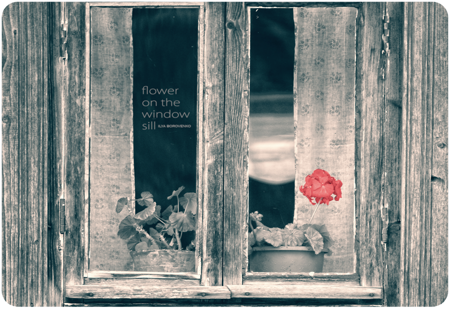 Фото жизнь (light) - Ilya Borovenko - корневой каталог - flower on the window sill