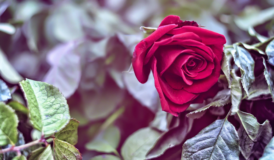 Фото жизнь (light) - dodge-sergeevna - корневой каталог - .