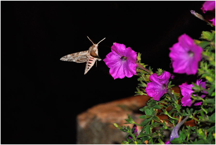 Фото жизнь (light) - Vasily Kolbasin - корневой каталог - полёт мотылька
