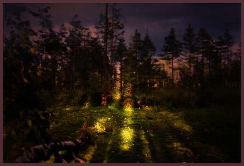 Фото жизнь (light) - amoremia - корневой каталог - forest