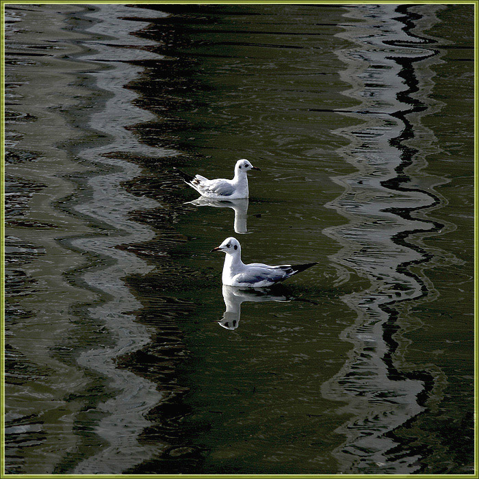 Фото жизнь - Алексей ГР - корневой каталог - Две чайки