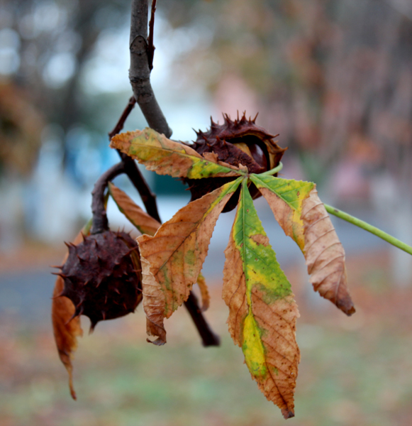 Фото жизнь (light) - геннадий межов - корневой каталог - Осенние листья