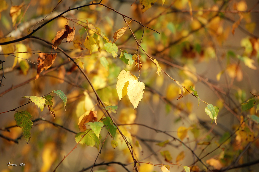 Фото жизнь (light) - emunilkin - природа - Осенняя ветка.