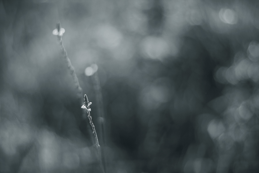 Фото жизнь (light) - natia apkhaidze - Plants & Flowers - -----