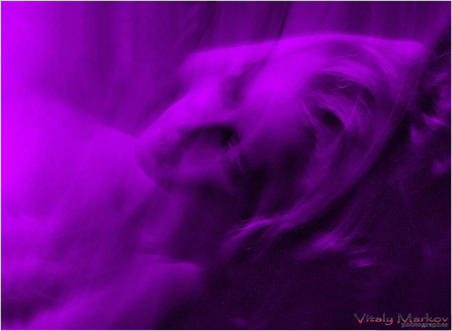 Фото жизнь (light) - Виталий Марков - корневой каталог - Фиолетовые сны