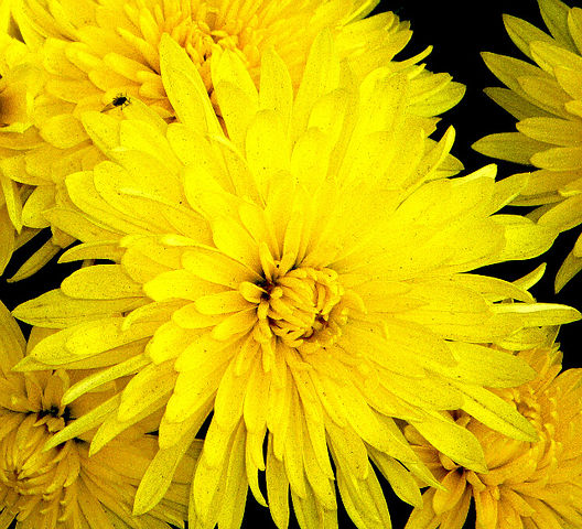 Фото жизнь (light) - Kovalevskay - природа - цветок