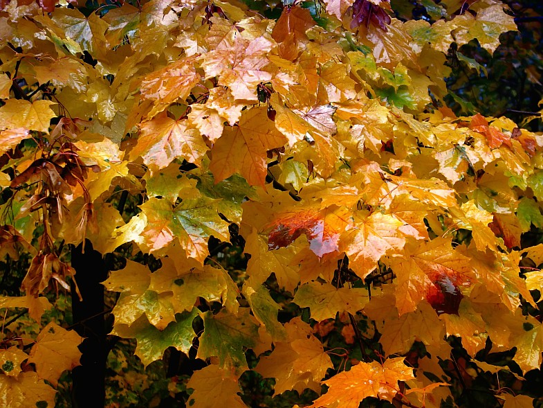 Фото жизнь (light) - AndreySavelyev - корневой каталог - ...