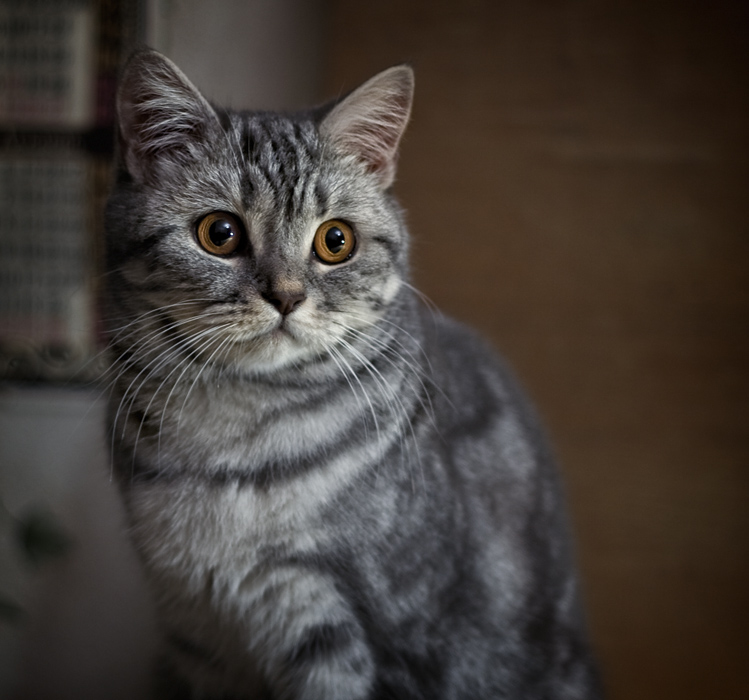 Фото жизнь (light) - ПРОШЛОЕ ЛЕТО - корневой каталог - Котейка для СА