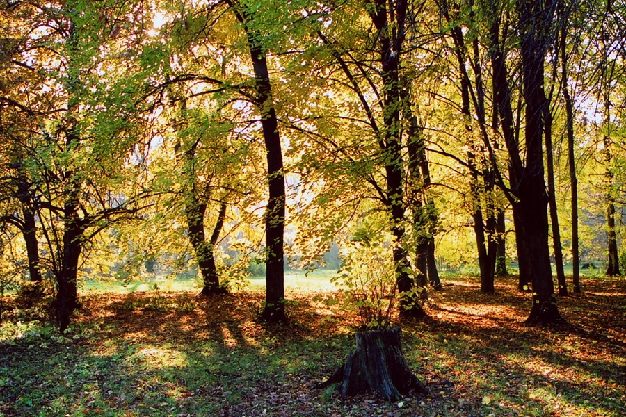 Фото жизнь