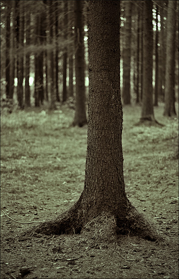 Фото жизнь - Антонина Морозова - Природа - Лес на курьих ножках