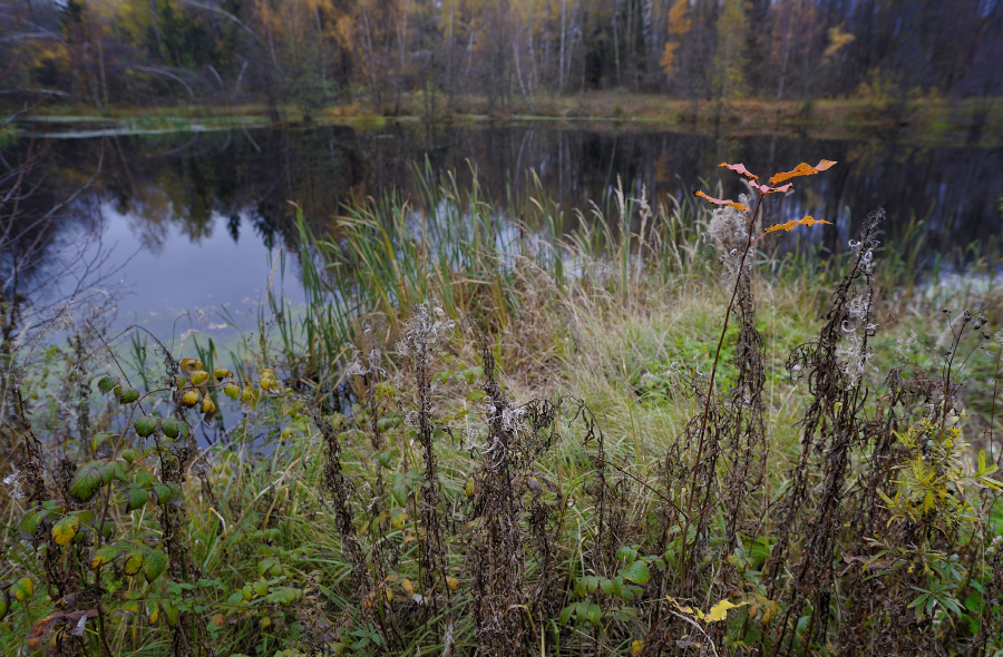 Фото жизнь (light) - Владимир Носов - корневой каталог - Осень, лесное озеро