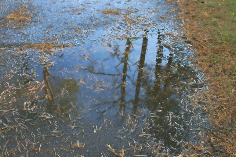 Фото жизнь (light) - Disko - корневой каталог - Лес