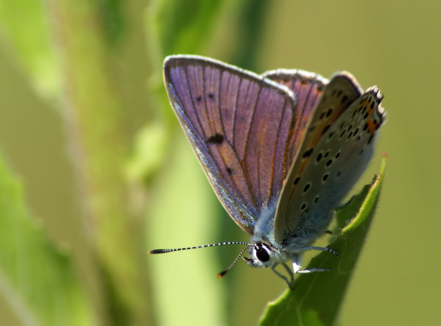 Фото жизнь (light) - Чепленко Алексей - корневой каталог - Червонец феолетовый