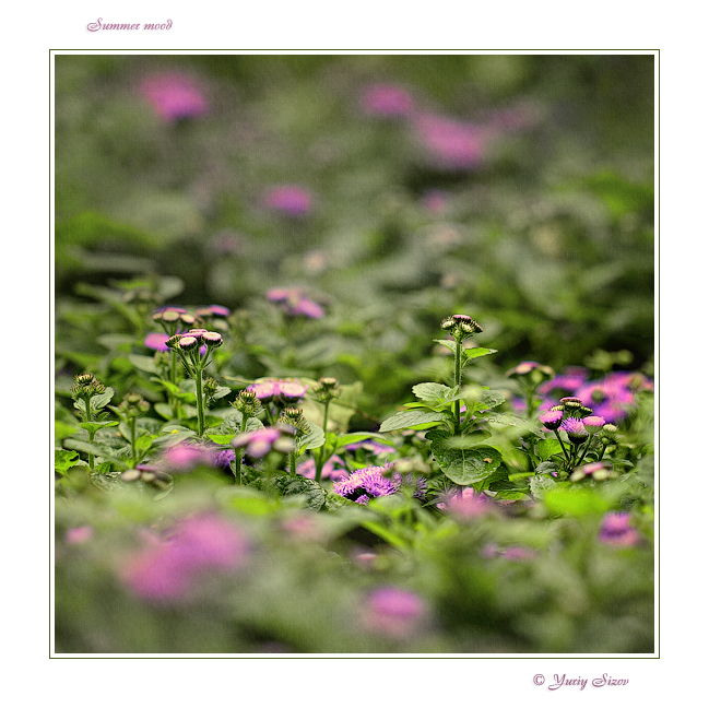 Фото жизнь (light) - Yuriy Sizov - Macro/Flowers - Летнее настроение