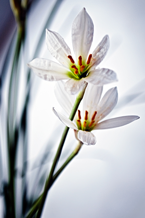 Фото жизнь (light) - Синицына Ольга - цветики - недолгое счастье