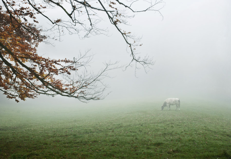Фото жизнь (light) - Evgenia Belyaeva - корневой каталог - прохладная осень