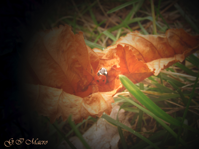 Фото жизнь (light) - Blue_Eyes - Макро - Осенняя.