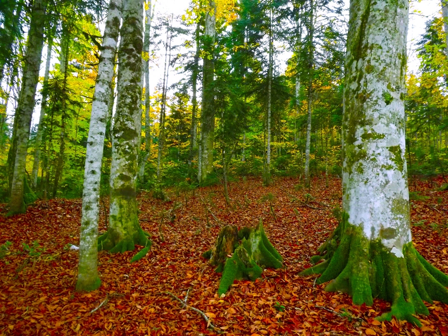 Фото жизнь