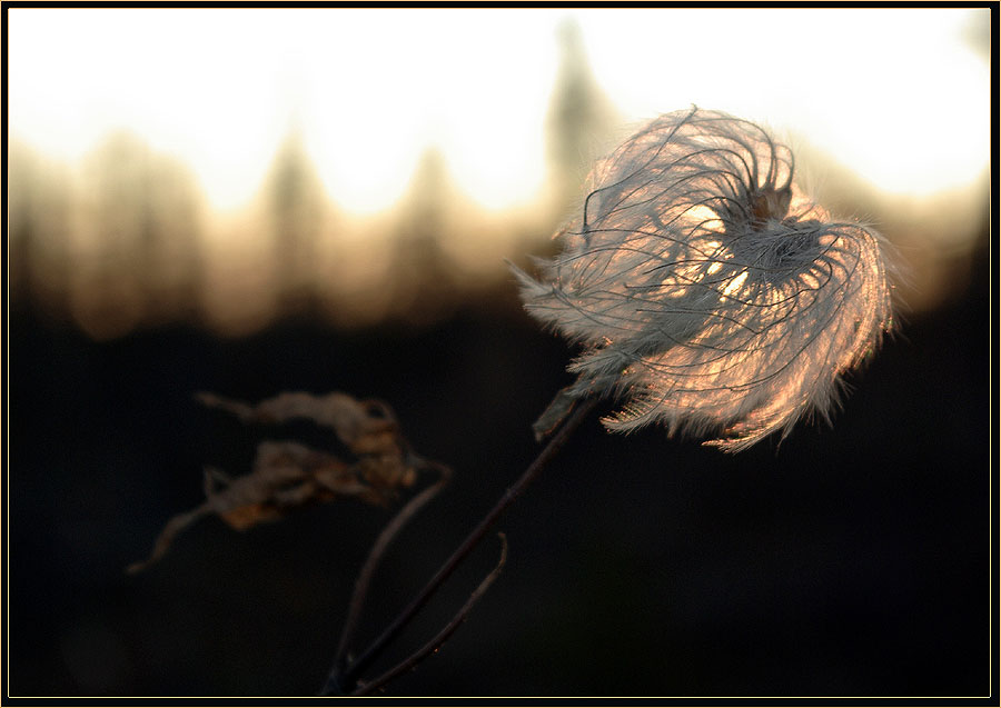 Фото жизнь (light) - Виктор Солодухин - Осенние краски тайги - Ветер