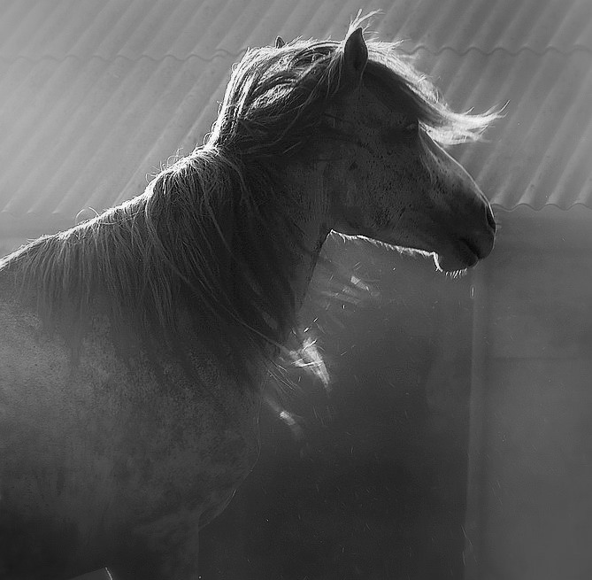 Фото жизнь (light) - Марина Фомина - Лошади моими глазами.. - думы..