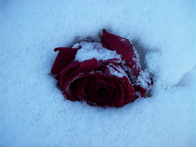 Фото жизнь (light) - jimmi graas - корневой каталог - роза в снегу