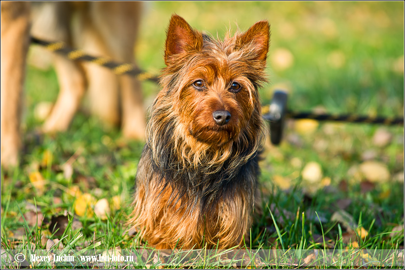 Фото жизнь (light) - lou-foto - Животные - ***