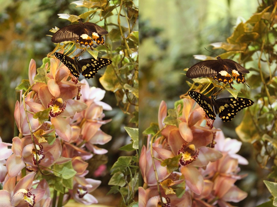 Фото жизнь - Stushaa - корневой каталог - Бабочки