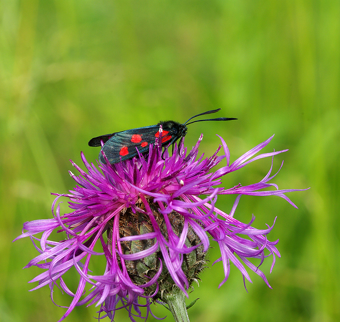 Фото жизнь (light) - Анатолий Медер - Макро - ***