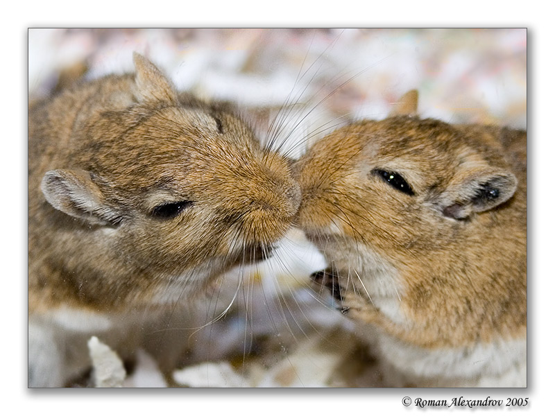 Фото жизнь (light) - Roman Alexandrov - Животные - Любовь?