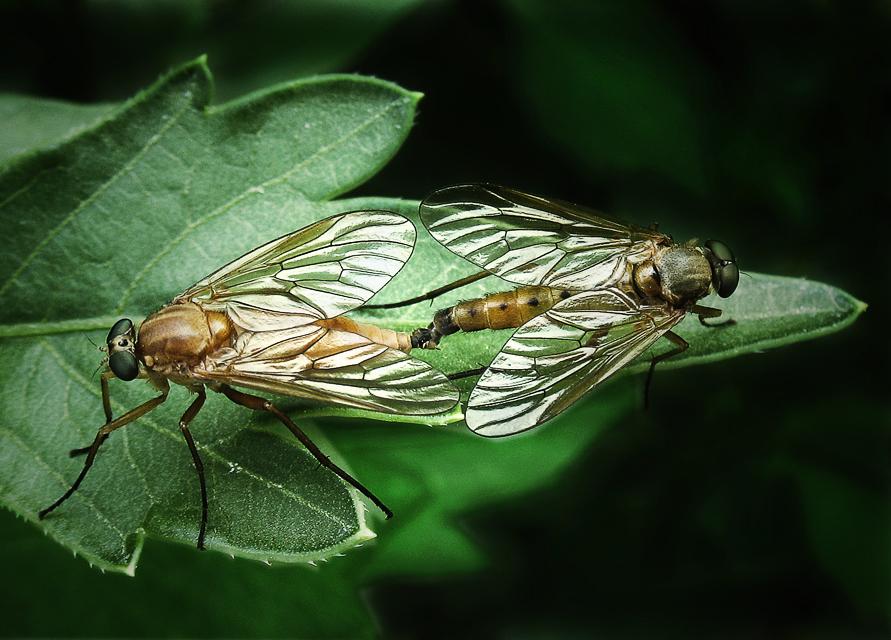 Фото жизнь (light) - Loura - корневой каталог - две мухи