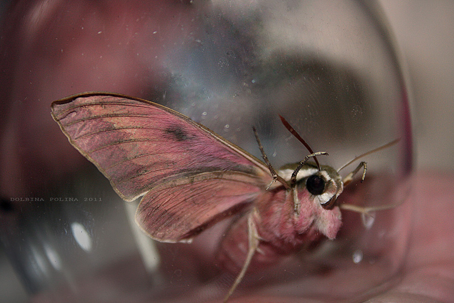 Фото жизнь (light) - stonch - metamorphosis - ***