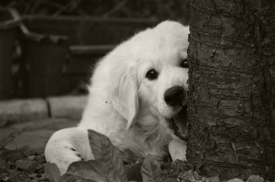 В родословной либо зайцы, либо бобры?