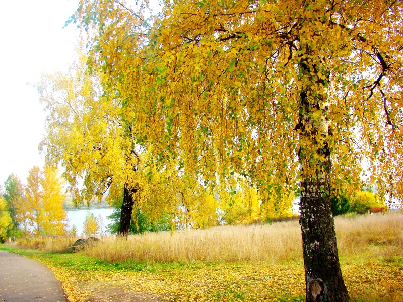 Фото жизнь - oliute - корневой каталог - Золотом по шелку берёз рисует Осень...