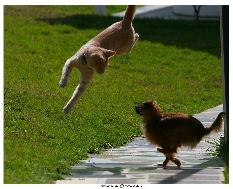 Фото жизнь (light) - Vladimir Meshkov - корневой каталог - Летающий кот е его подруга