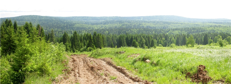 уральский лес