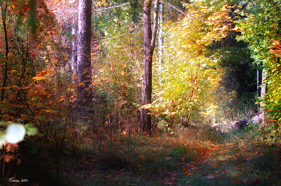 Фото жизнь (light) - emunilkin - природа - В лесу....