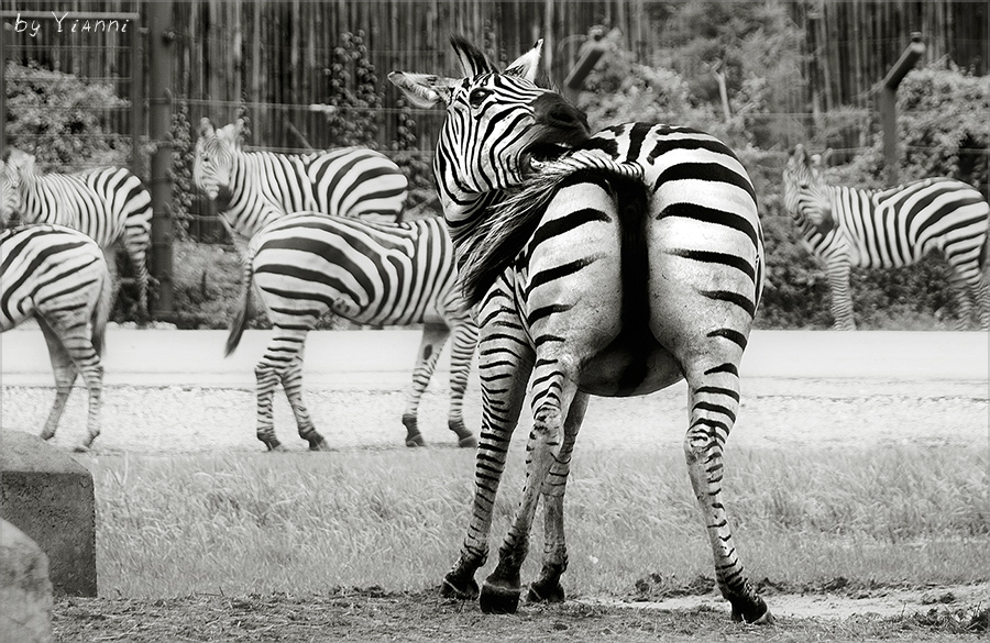 Фото жизнь (light) - Yianni - Животные - Пилатес для зебр