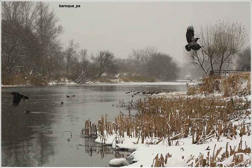 Фото жизнь (light) - sergey_barokko - корневой каталог - Птицы кружат над зимой