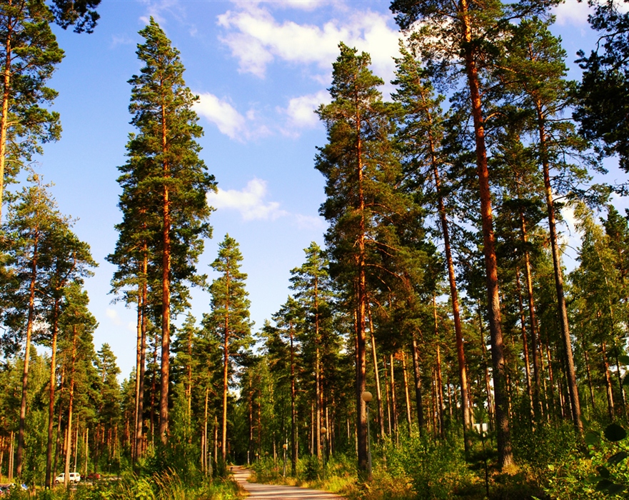 Фото жизнь