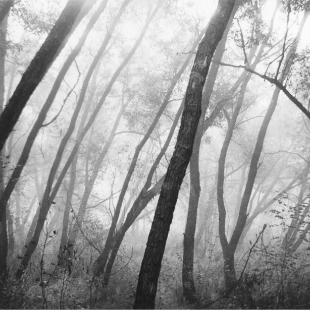 Фото жизнь (light) - Михаил Янюшин - чб пленка архив 70-80-е - согнутые деревья