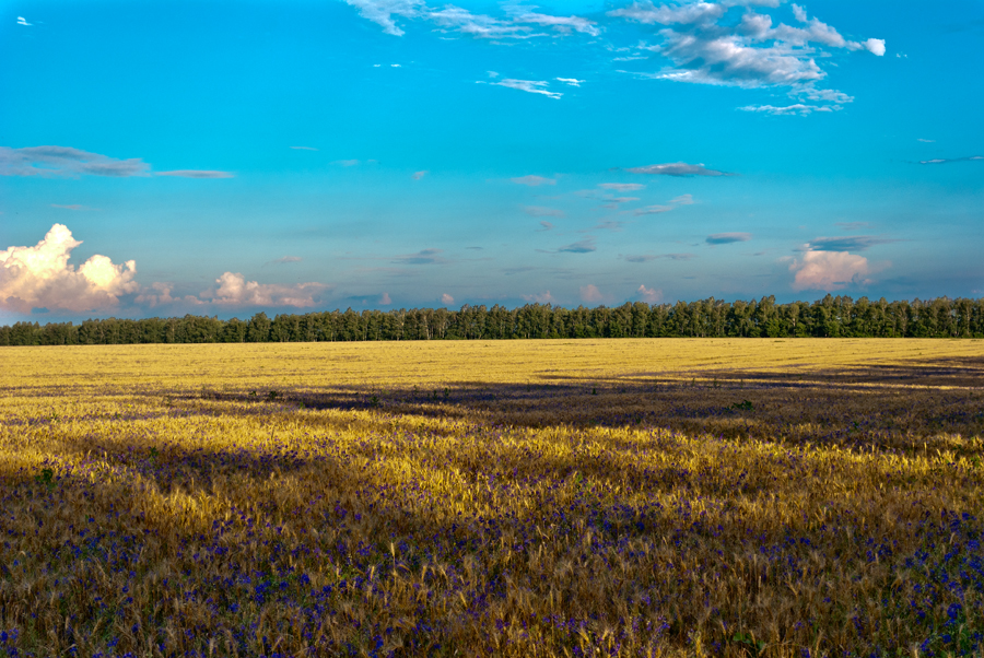 Фото жизнь (light) - Сергей Борсов - корневой каталог - ***