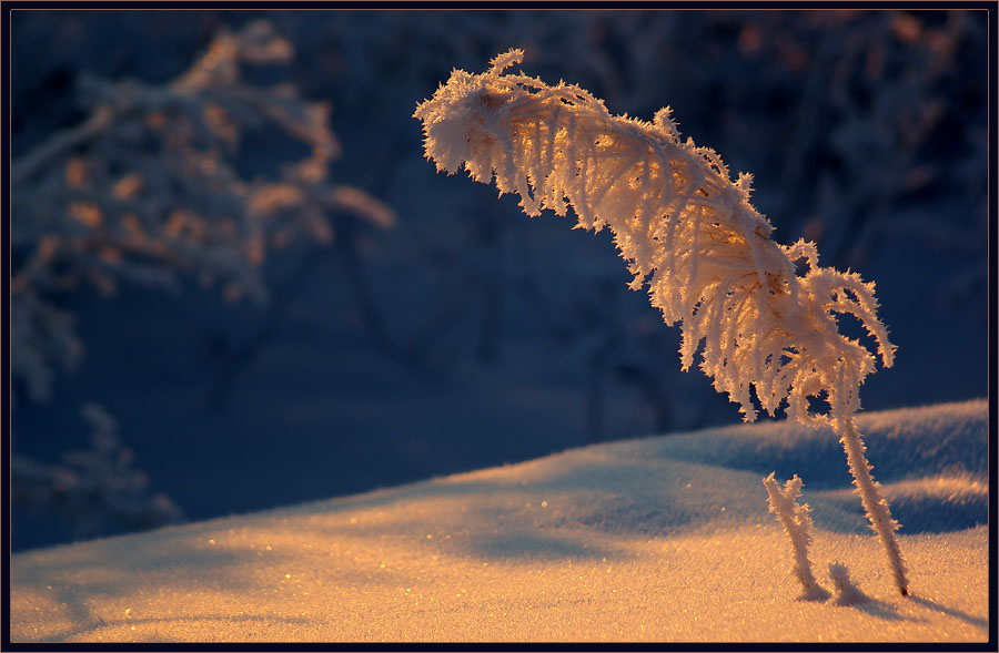 Фото жизнь (light) - Виктор Солодухин - Сказочная зима - Зимний цветок