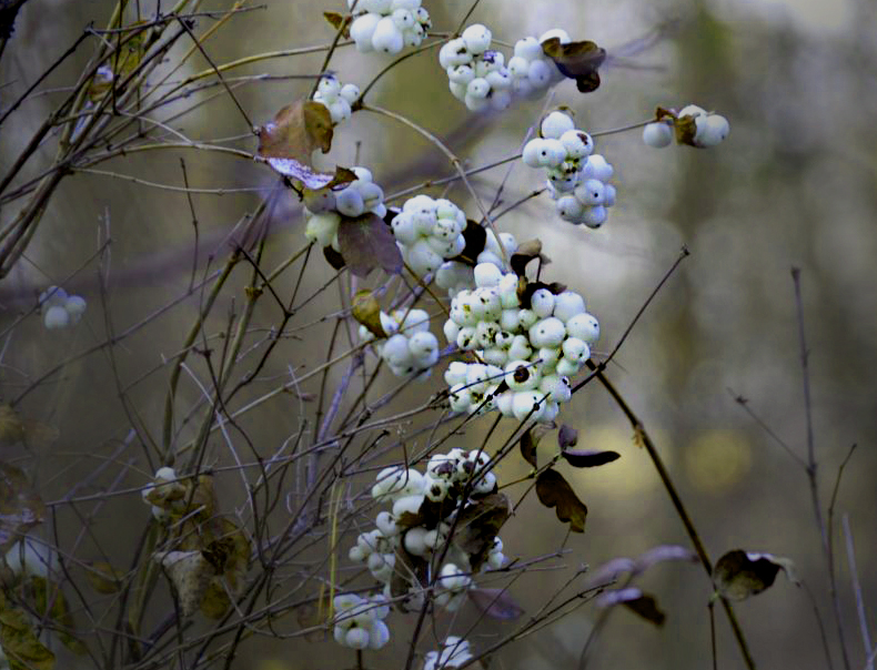 Фото жизнь (light) - wom - Природа,пейзаж - "Невеста"