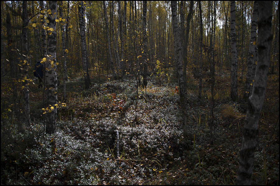 Фото жизнь - Павел Мишарин - корневой каталог - за грибами