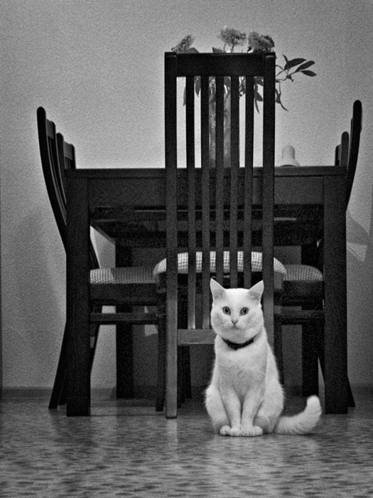 Фото жизнь (light) - Синицына Ольга - братья :) - про кота и новые стулья :)